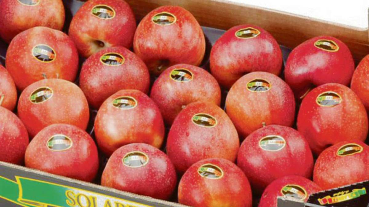 Cesena, il gelo taglia la quantità di frutta ma non le liquidazioni