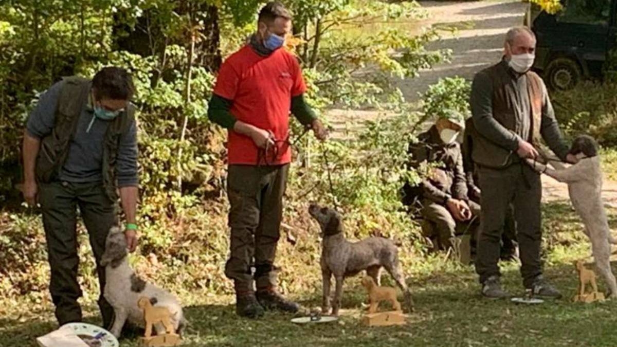 Bagno di Romagna, torna il raduno internazionale dei cani lagotto