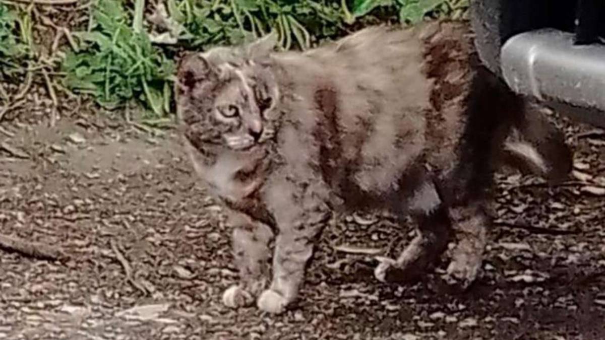 Santarcangelo, non è randagia: i vicini salvano la gattina