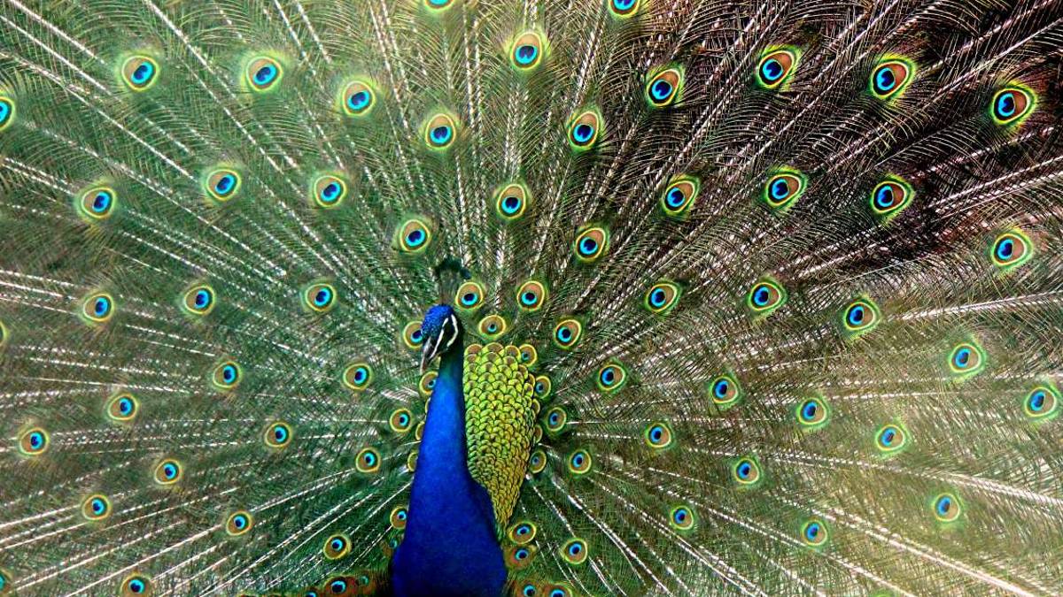 Ravenna, troppi pavoni a Punta Marina: Problema per i turisti