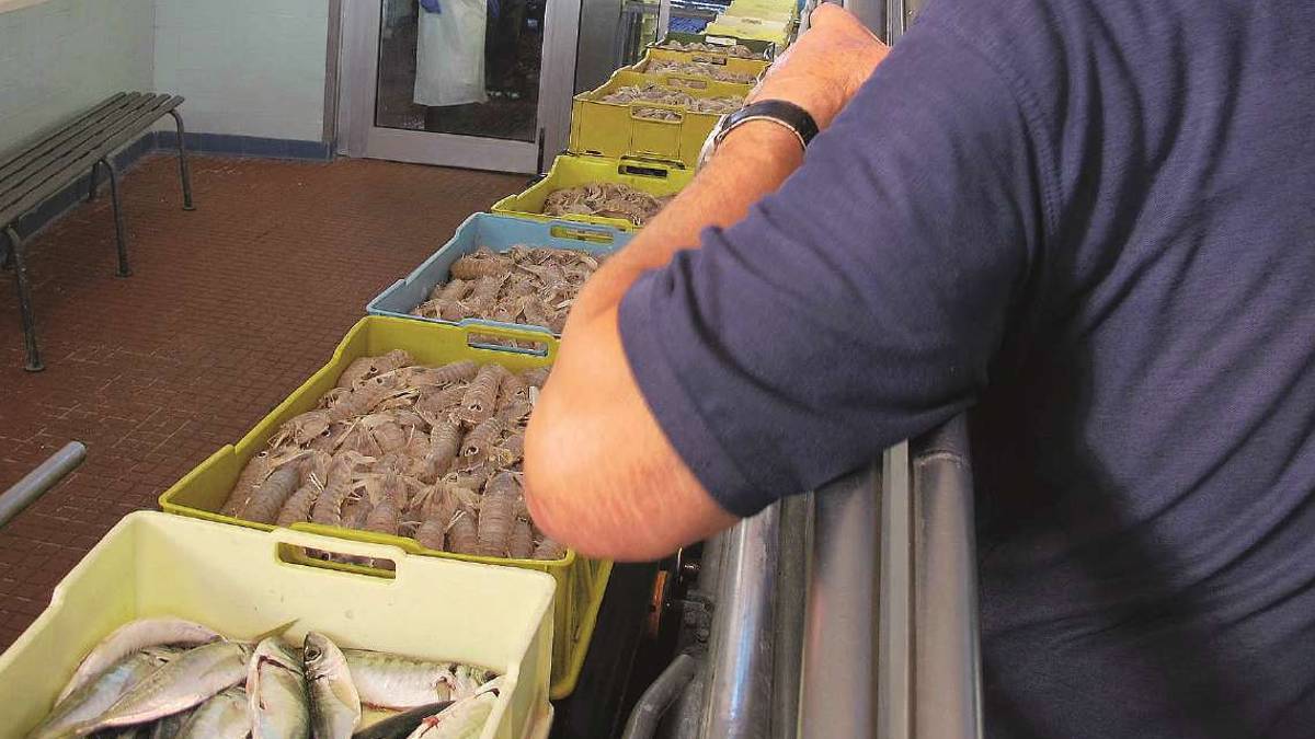 Cesenatico, al mercato ittico vendite calate ma tante canocchie