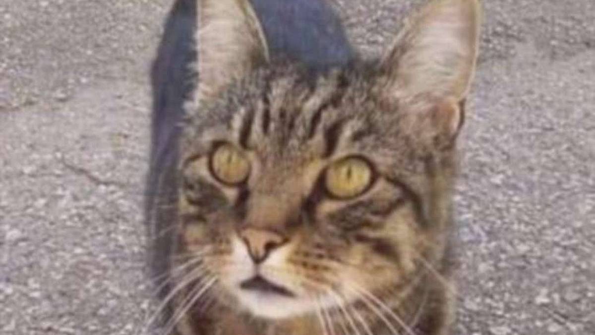 Micio smarrito a Santarcangelo