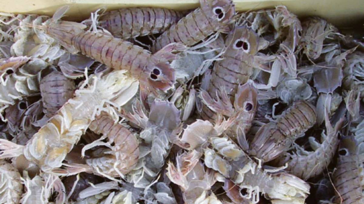 Che pesca: 2.300 casse di canocchie dopo la mareggiata a Cesenatico