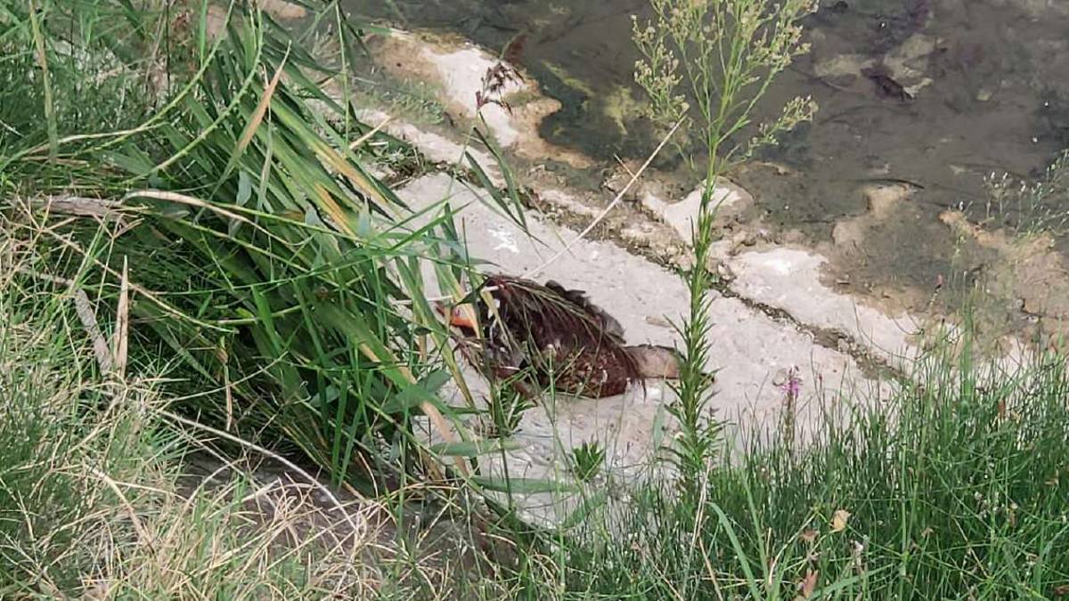 Savignano: moria di anatre e pesci nel Rubicone