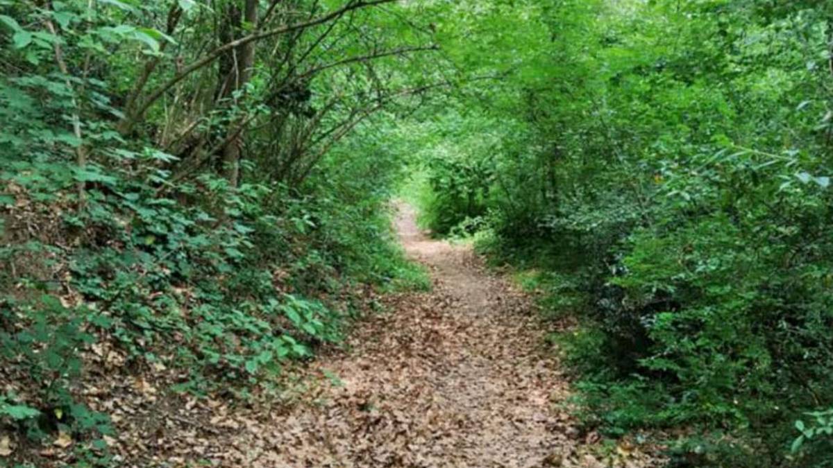 Imola, a caccia di fondi per riqualificare il Bosco della Frattona