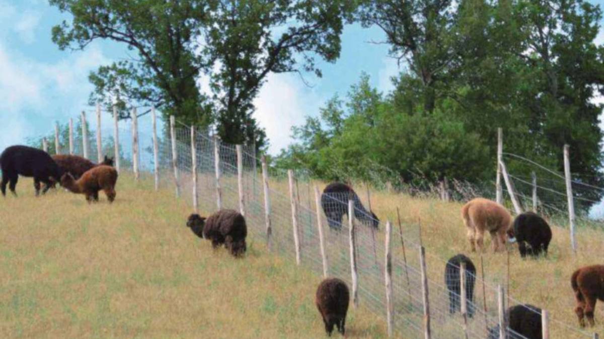 Valle Savio: L'allevamento di alpaca è salvo