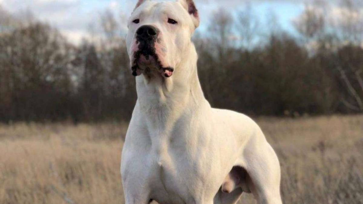 Faenza, abbattuto il dogo che aveva azzannato una donna: soppresso prima dell'avvio delle terapie di recupero