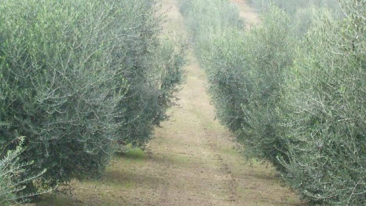 La campagna olivicola recupera in extremis
