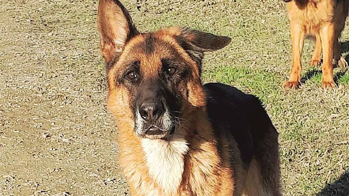 Zarco, col pedigree ma senza casa