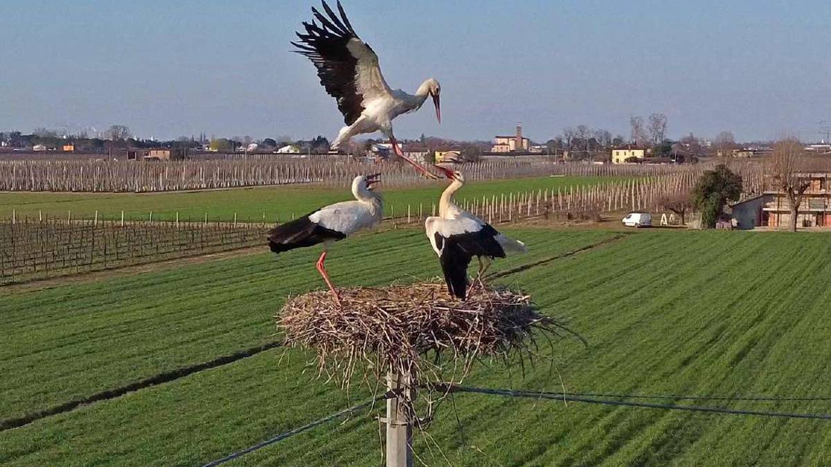 Lui, lei e l'altro: lotta tra cicogne gelose a Faenza VIDEO