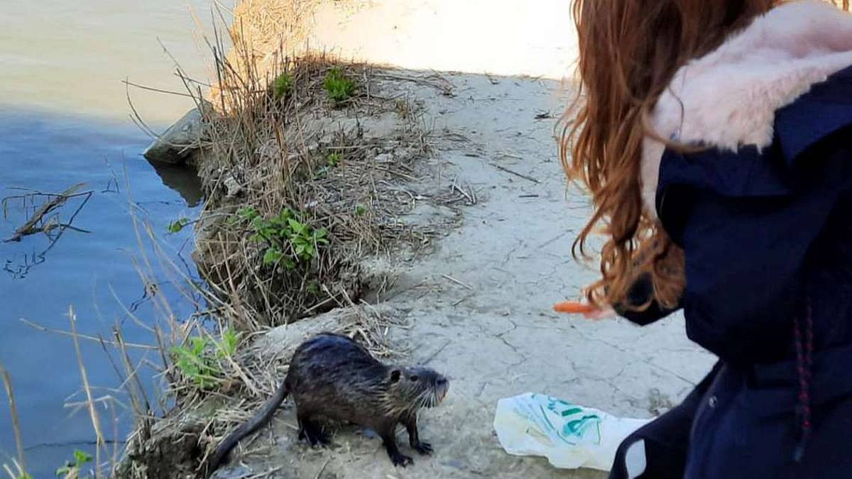 Zona rossa a Riccione: tutti a sfamare le nutrie