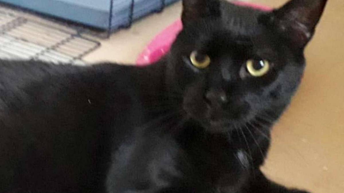 Baghera, una “pantera” dolce