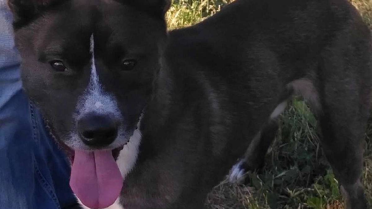 Wolf è pronto a correre da una nuova famiglia