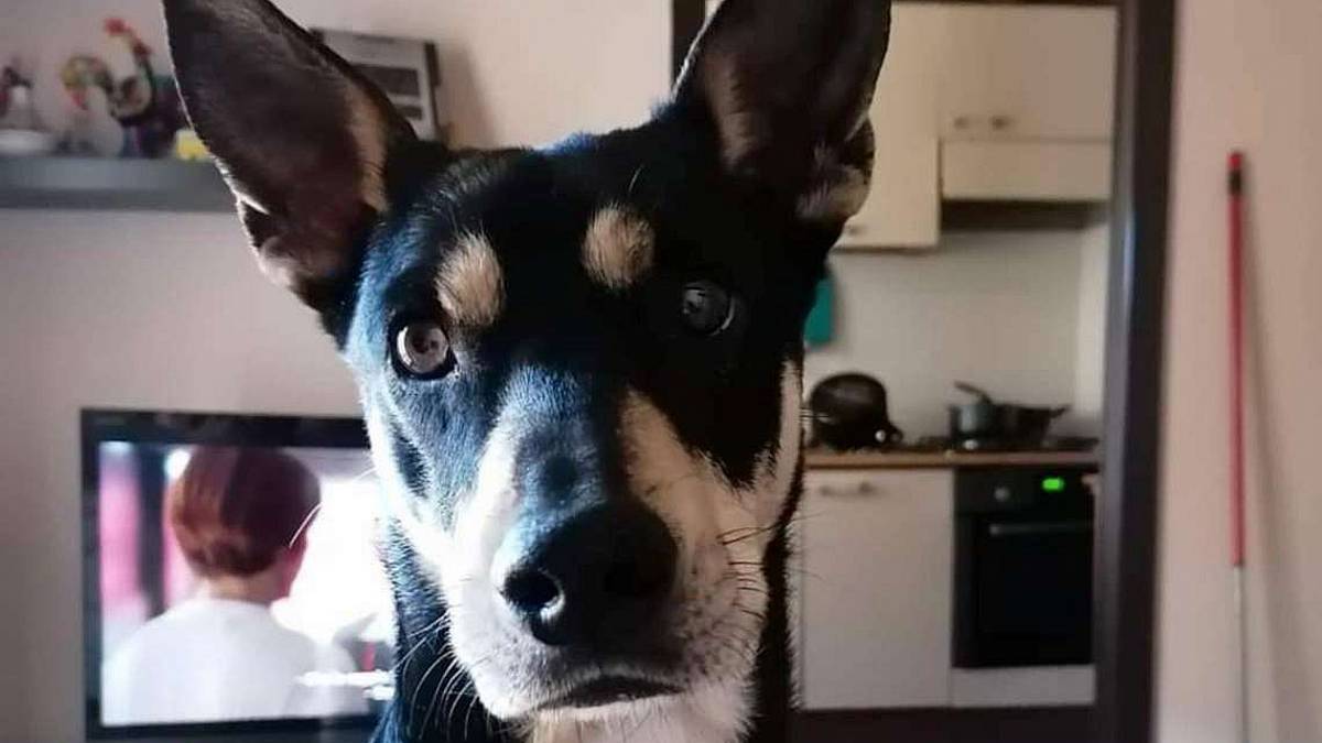 Brando, non ha il pedigree ma 15 chili di simpatia