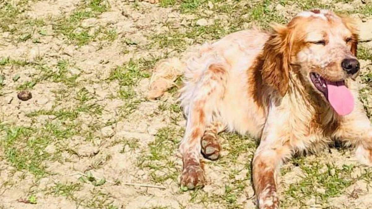 Dolcissimi fratellini di due anni sperano di essere adottati