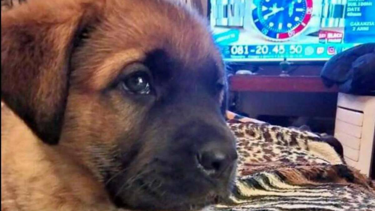 Cesena: ladro di cuccioli colpisce in zona Ippodromo