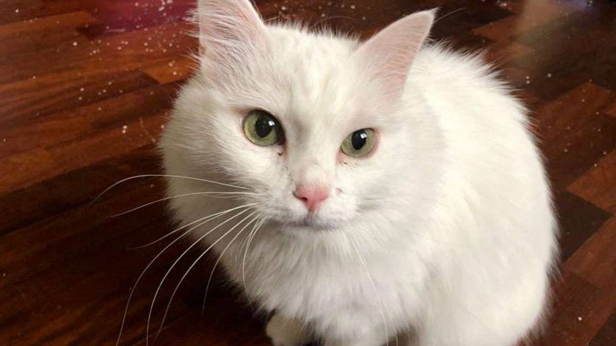 Bianca è rimasta sola e ha bisogno di coccole