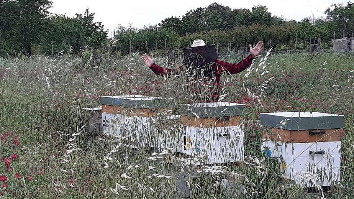 Apicoltore riempie i campi di fiori: Nuova vita alle api