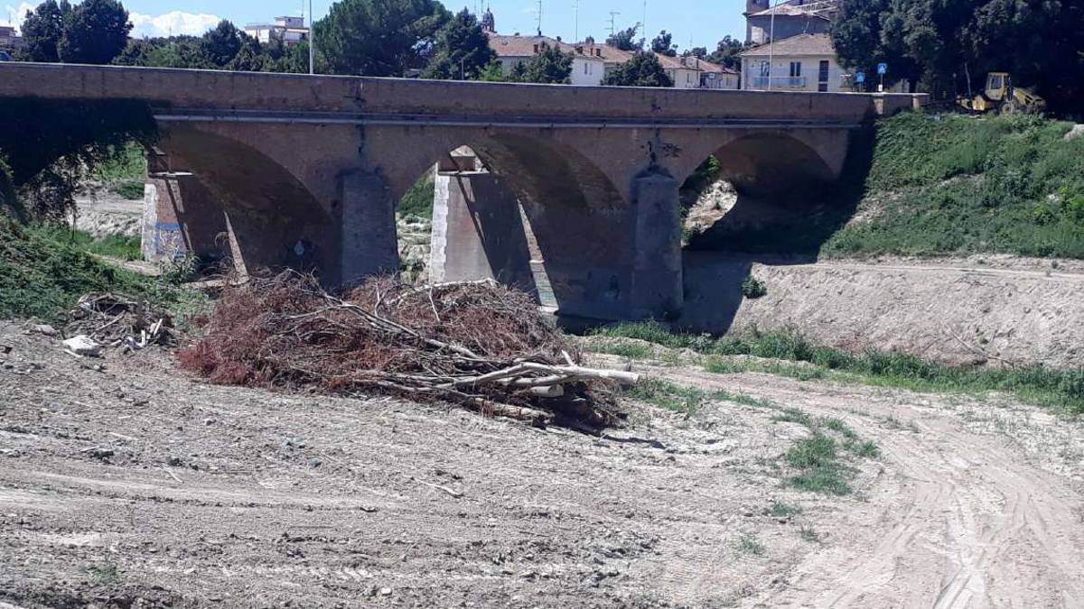Faenza, togliete quella legna, la natura non aspetta la politica