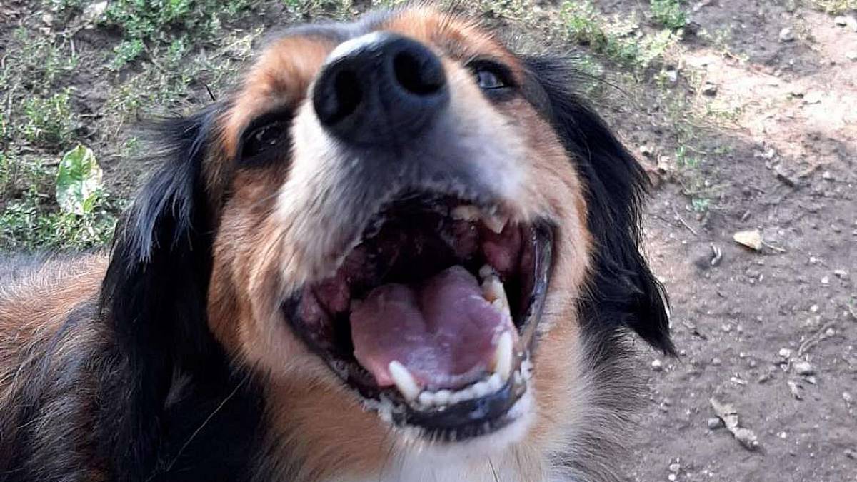 Fortunato è buono, cerca una famiglia