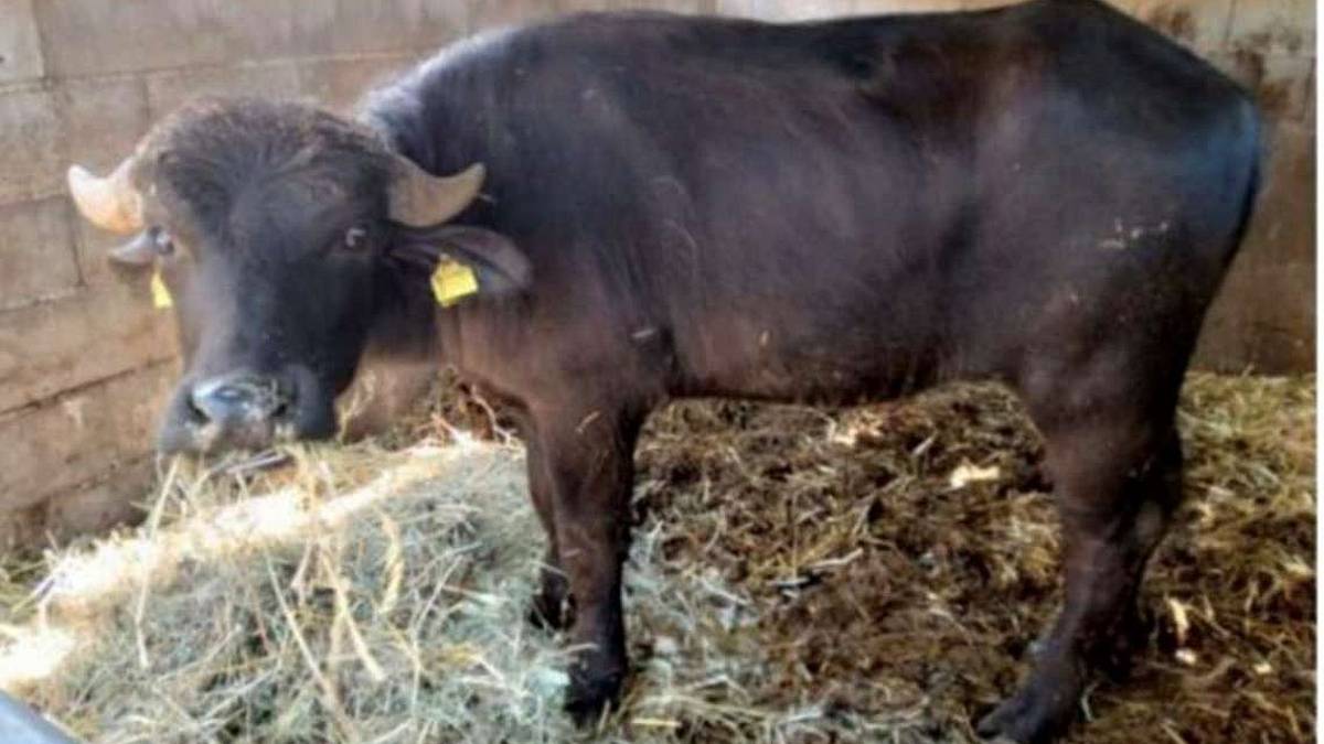 Bufalo da salvare