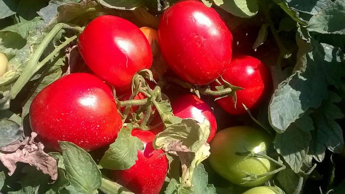 Il pomodoro del futuro nasce a Gambettola