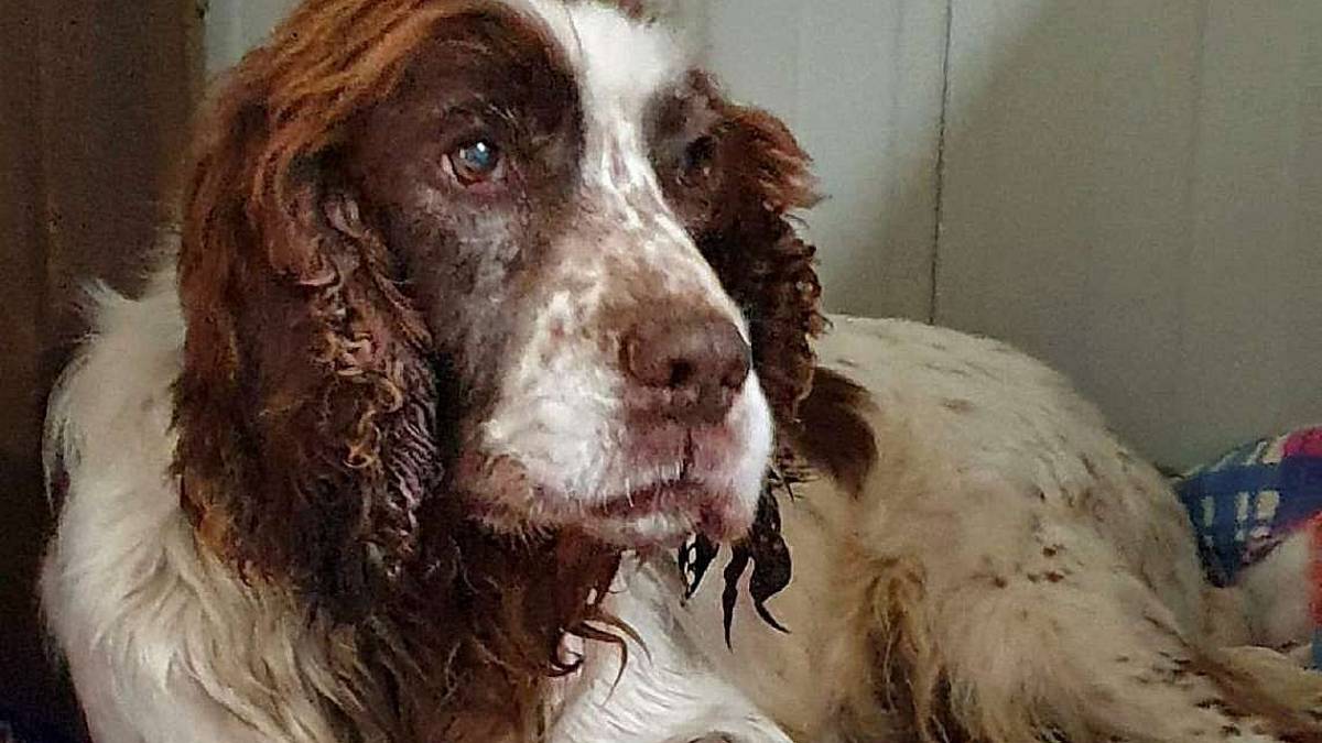 Rudy, una vita di sofferenze