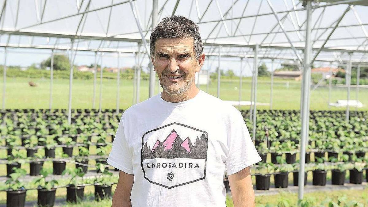 Cesena, 59enne lascia lavoro fisso per coltivare lamponi e mirtilli