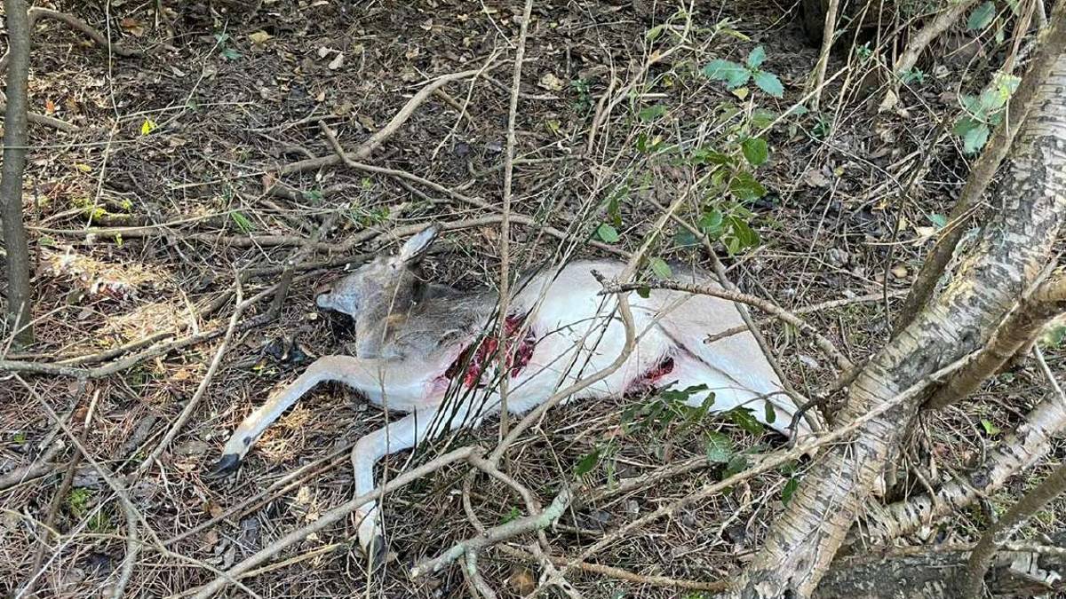 Ravenna, il lupo torna in pineta. L'esperto: Ormai sono stanziali
