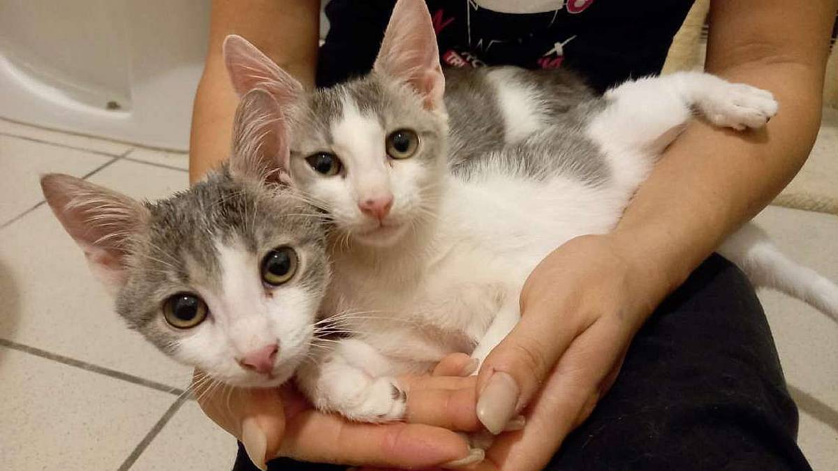 Trilly e Pisolo, orfani in cerca di affetto