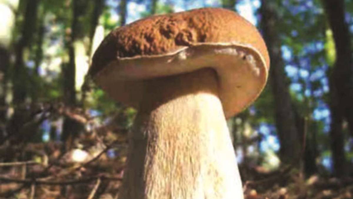 Riparte la stagione dei funghi: da domani punto micologico a Cesena