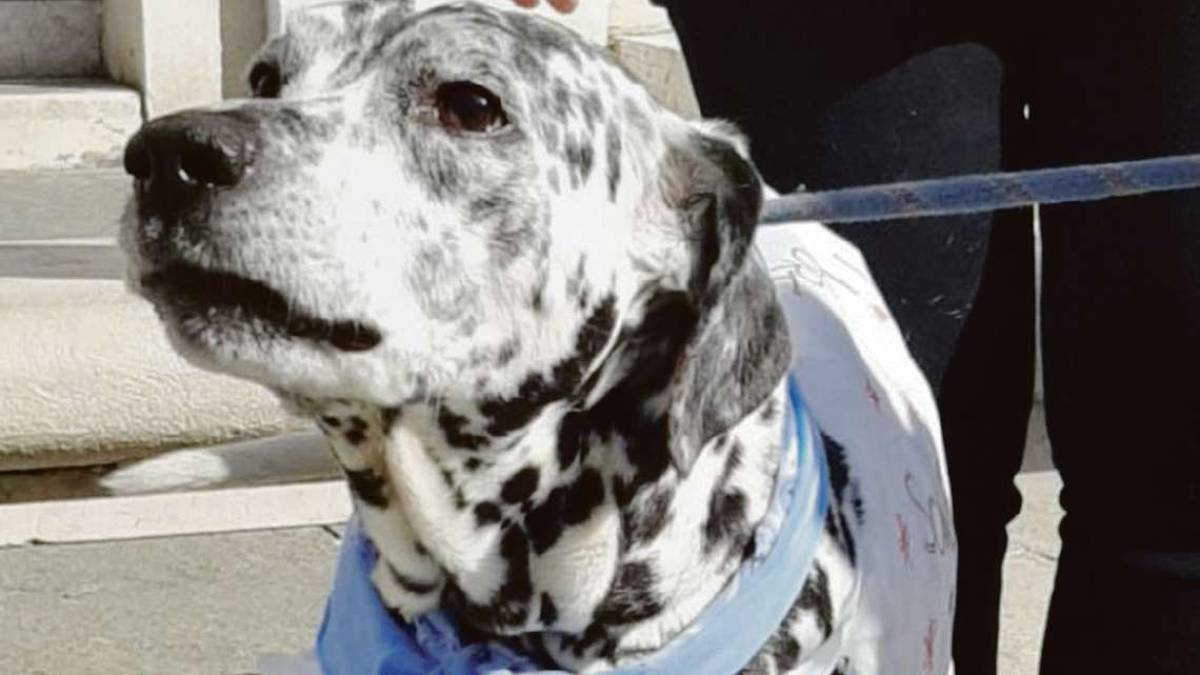 Un altro duro colpo per il dolce Tyson