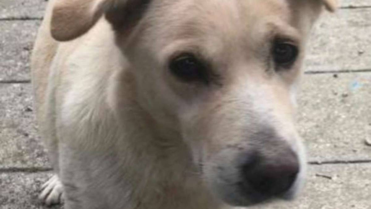 Stella, mix labrador dolce e socievole soffre l’isolamento