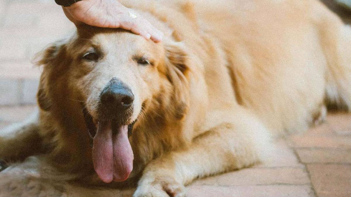 L’afa e i colpi di calore: i rischi per gli animali