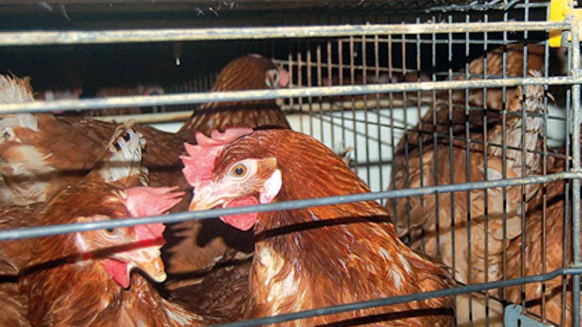 Forlì, blitz notturno nell'allevamento: animalista faentino condannato