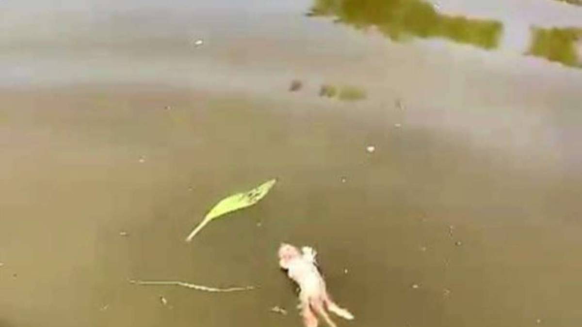 Conselice, carcasse di animali morti in acqua VIDEO