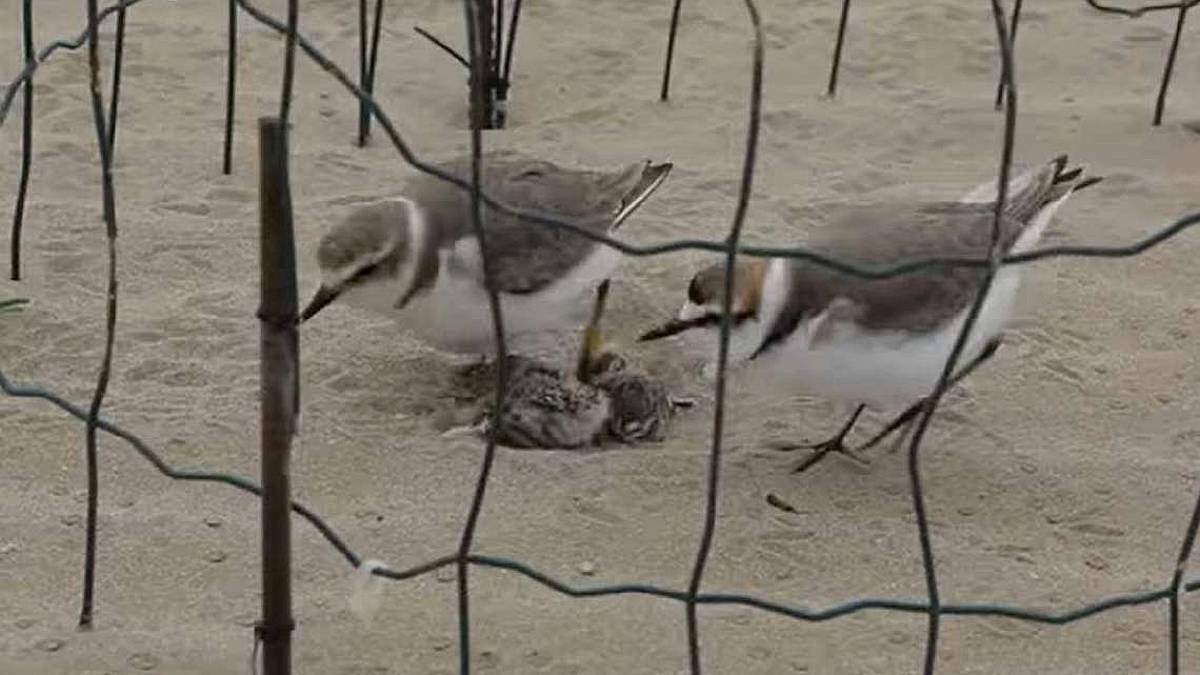 Rimini, allarme degli ornitologi: I fratini protetti massacrati dai cani