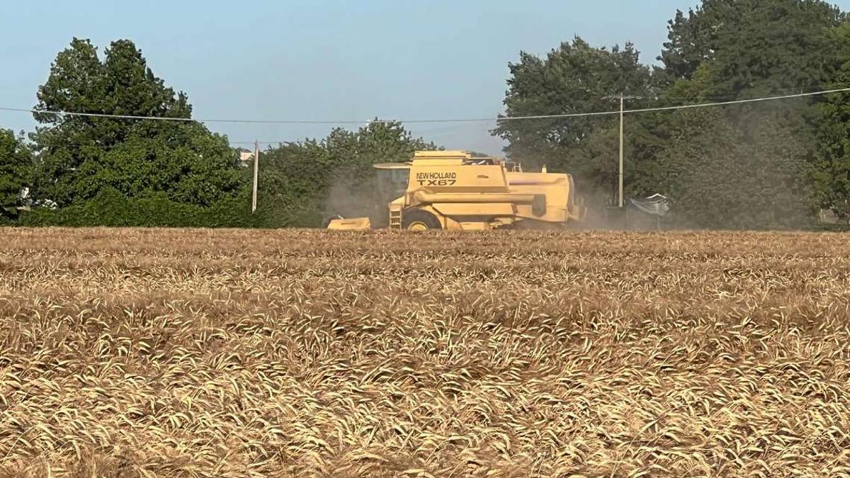 Settore cereali falcidiato dal mal tempo a Forlì - Cesena