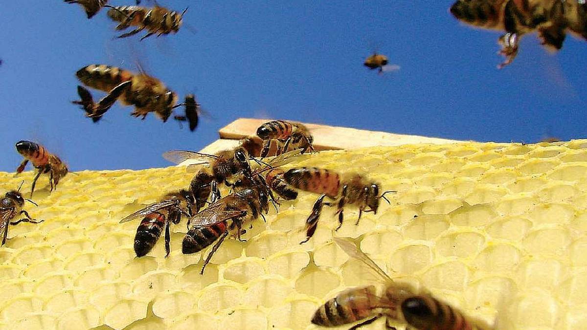 Il ministero lancia l’Sos per aiutare gli impollinatori