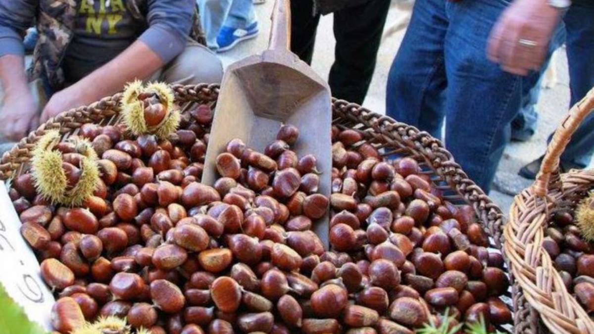 Imola, crisi delle castagne: produzione calata del 40%