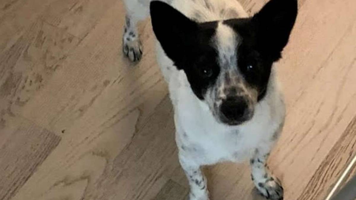 Chicca, un concentrato di dolcezza cerca casa