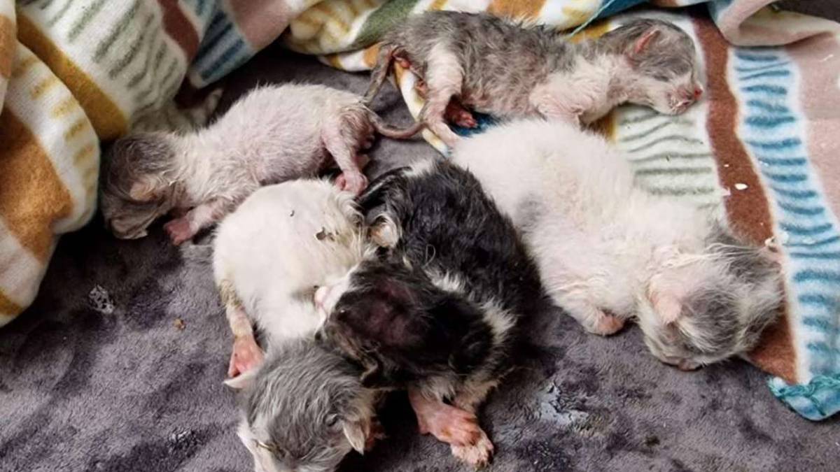 Cotignola. Sei gattini appena nati abbandonati in una scatola