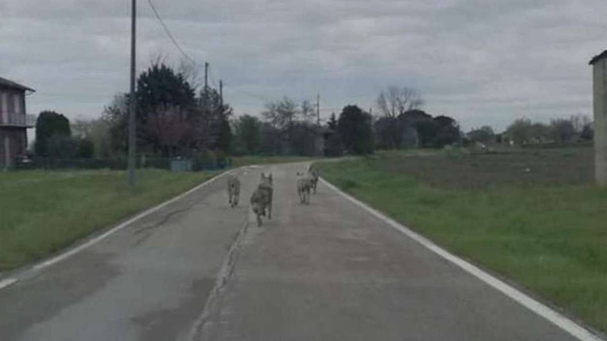 Valmarecchia, lupi vicino alle case in pieno giorno