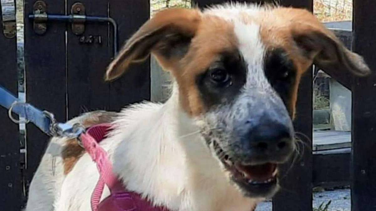 Bella, Gioia e Nicole cercano una casa