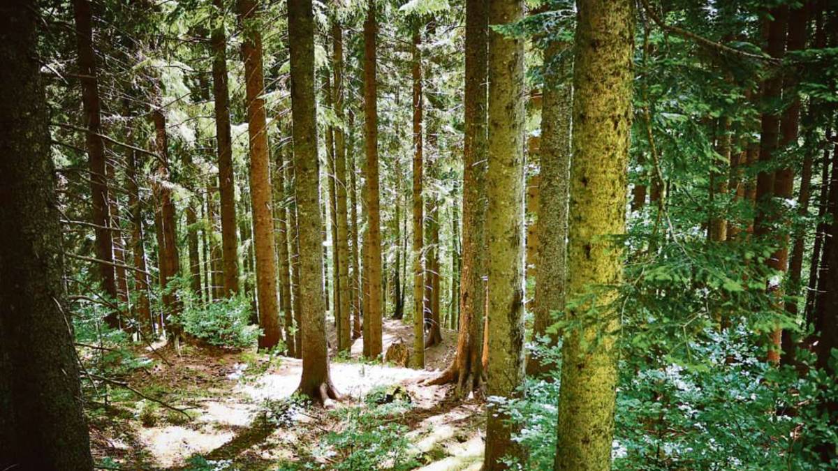 Boschi e foreste, in Emilia-Romagna 630mila ettari