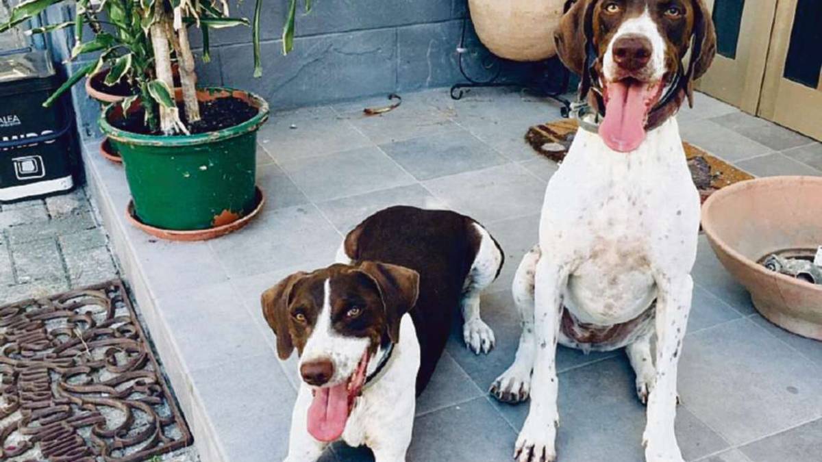 Forlì. La minaccia: I cani abbaiano, prenderò provvedimenti