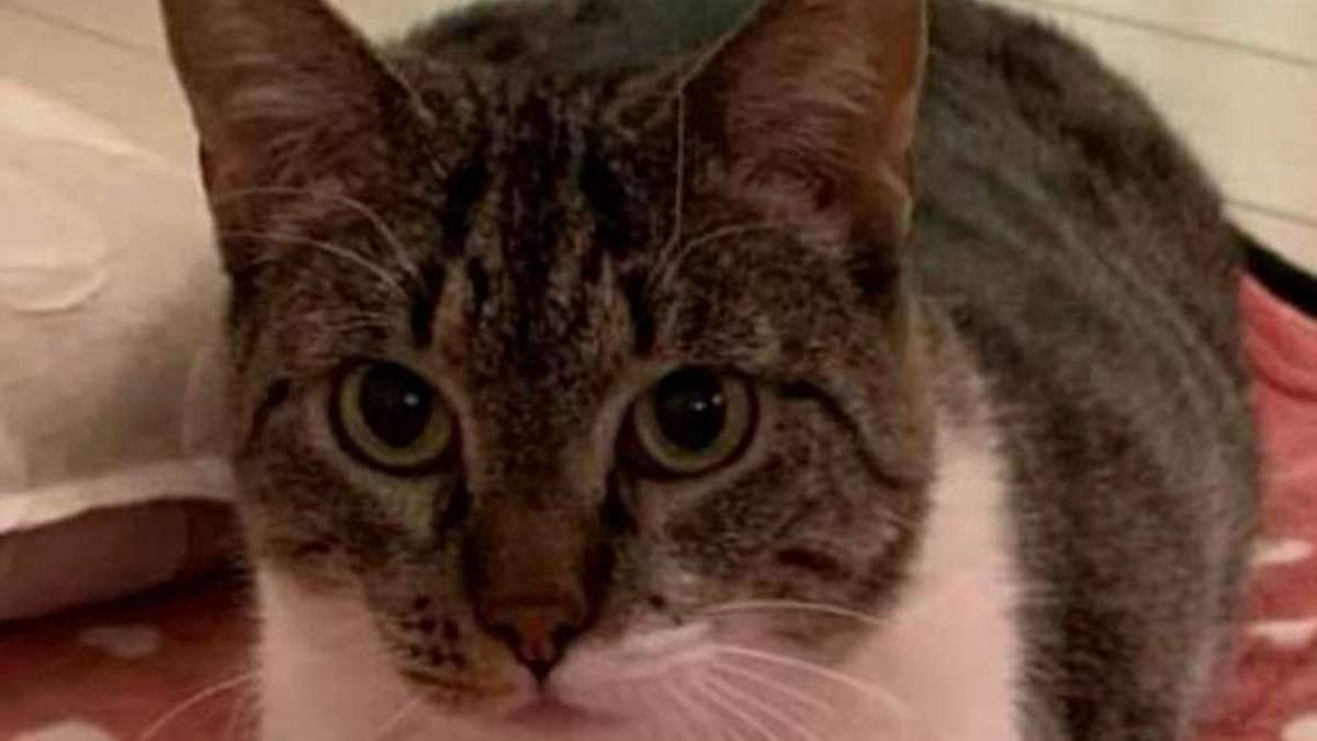 Alma, gatta di sei anni cerca una famiglia amorevole