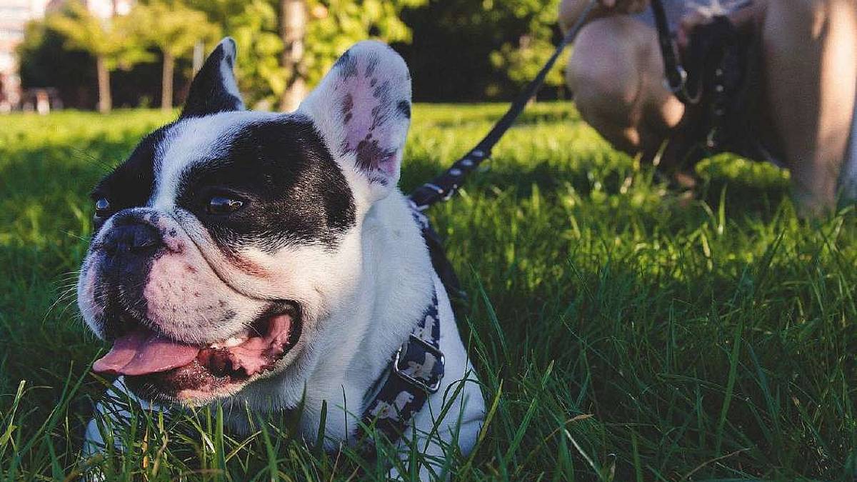 A spasso col cane ma occhio al calore