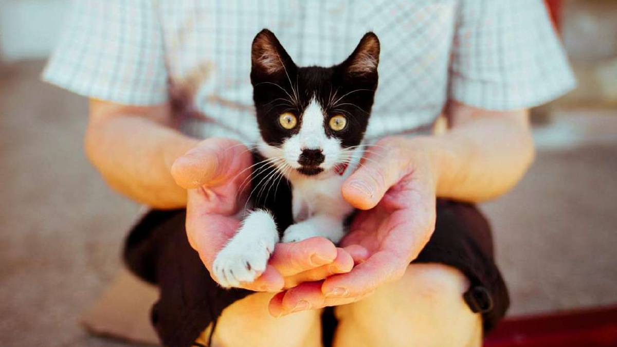 Anche i nostri animali possono avere il Covid