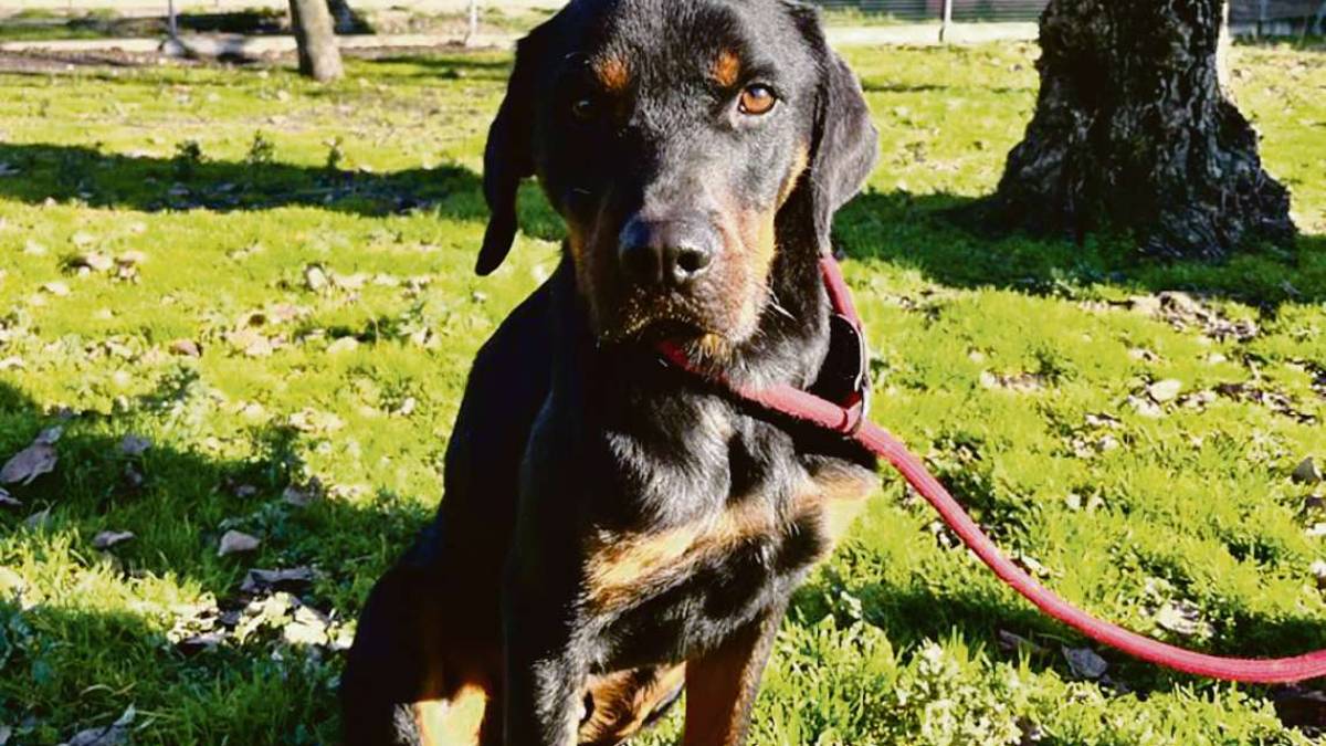 Il cucciolone Zeus cerca un po’ di affetto